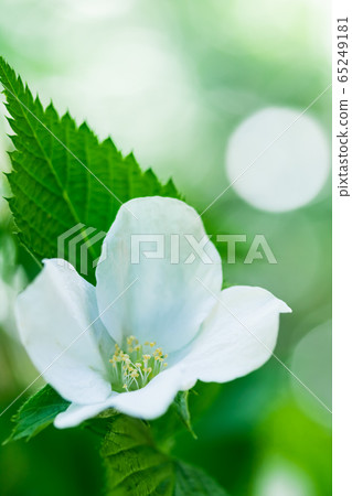 White Yamabuki White Yamabuki 65249181