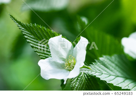 White Yamabuki White Yamabuki 65249183