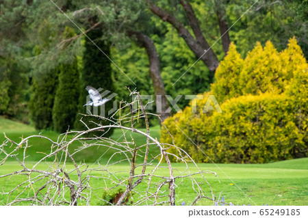 我從Yamasemis分行起飛的加拿大西岸-不列顛哥倫比亞省加拿大 我從Yamasemis分行起飛的加拿大西岸-不列顛哥倫比亞省加拿大 65249185