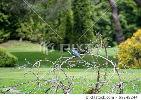 Yamasemi staying on a branch and eating small fish West Bank-British Columbia Canada 65249244