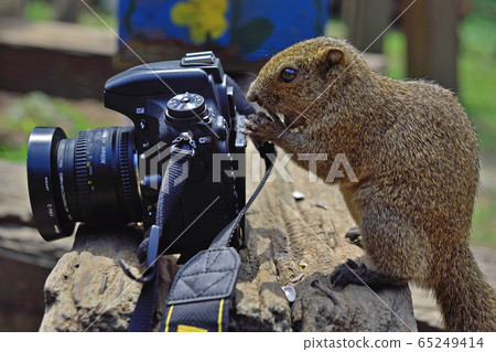 町田松鼠的台灣人 65249414