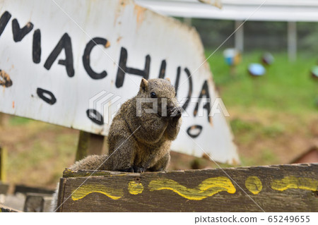 町田松鼠的台灣人 65249655