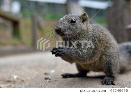 Machida squirrel's Taiwanris Machida squirrel's Taiwanris 65249656