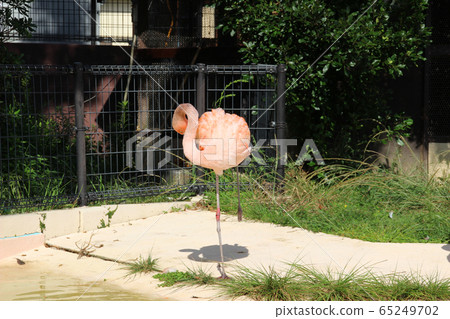 Adventure World Flamingo Square / Shirahama Town, Nishimuro District, Wakayama Prefecture 65249702