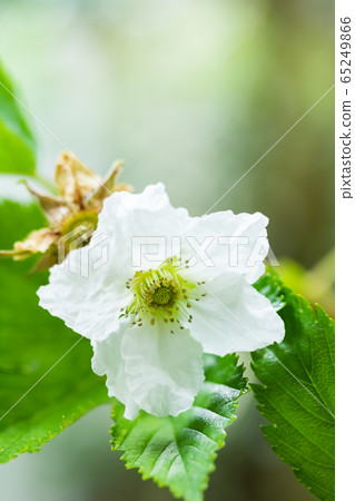 Kajigo strawberry flower Kajigo strawberry flower 65249866