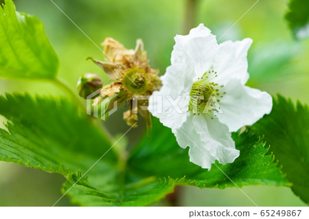 Kajigo strawberry flower Kajigo strawberry flower 65249867