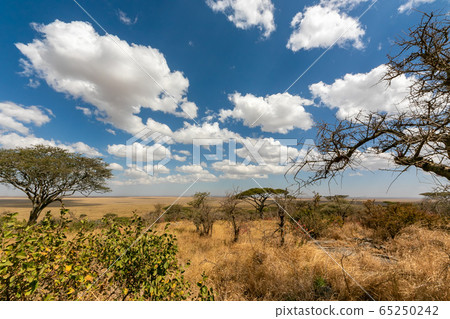 恩戈羅恩戈羅從坦桑尼亞塞倫蓋蒂的公園門的頂部的視圖 65250242