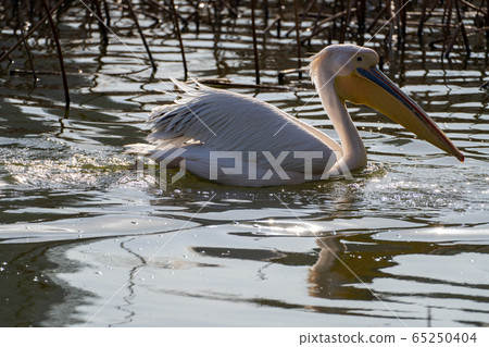 Pelican Pelican 65250404