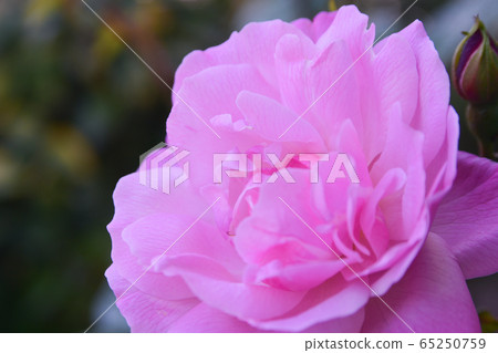 Roses Roses 65250759