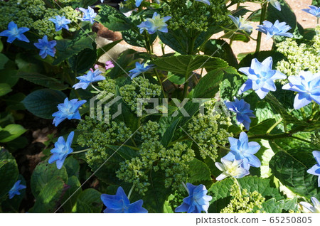Hydrangea and rain frog Hydrangea and rain frog 65250805