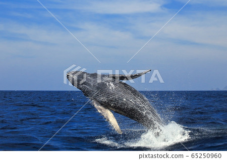 A whale 65250960