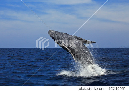 鯨魚 鯨魚 65250961