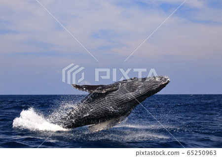 A whale A whale 65250963