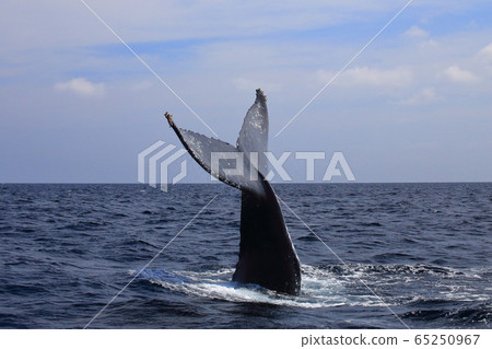 A whale 65250967
