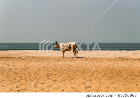 Bull on the beach in the town of Bijilo 65250968