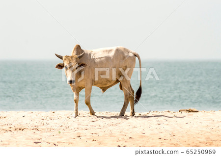 Bull on the beach in the town of Bijilo Bull on the beach in the town of Bijilo 65250969