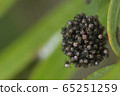 Cobweb house 65251259
