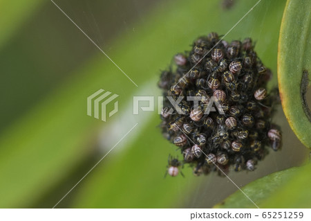 Cobweb house 65251259