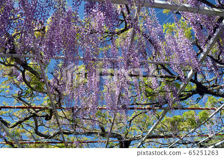 Wisteria trellis 65251263