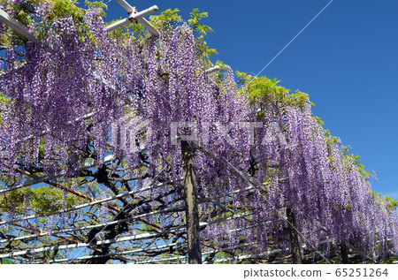Wisteria trellis Wisteria trellis 65251264