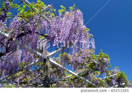 Wisteria trellis 65251265