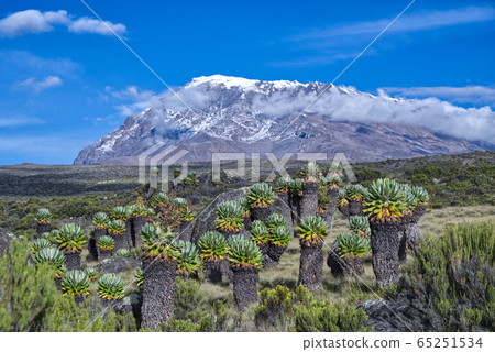 乞力馬扎羅山和巨型千里光 65251534