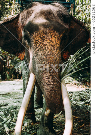 Closeup elephant in Asian jungle. 65251568