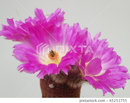 From the side of the purple sun / Echinokereus flower From the side of the purple sun / Echinokereus flower 65251755