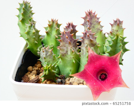 Pink eye / farnia flower Pink eye / farnia flower 65251758