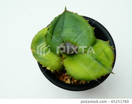 Marmolata“ Papilio” /龍舌蘭 65251760