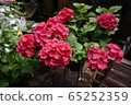 hydrangea   65252359