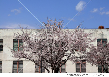 Romantic Ibaraki (A young man heading to the battlefield on the day when cherry blossoms bloom at the Navy Air Corps Tsukuba would have seen a similar view) 65252479