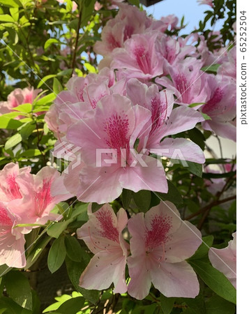 可愛的粉紅色杜鵑花 65252504
