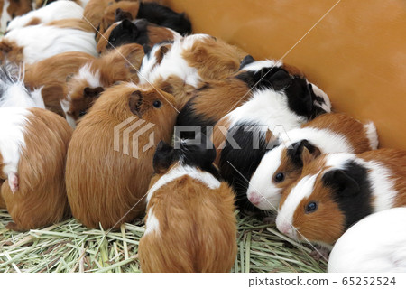 Guinea pig Guinea pig 65252524