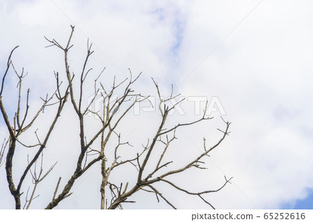 Top of dry wood with blue sky. Top of dry wood with blue sky. 65252616