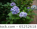 hydrangea   65252618