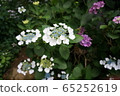 hydrangea   65252619