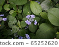 hydrangea   65252620