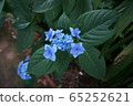 hydrangea   65252621
