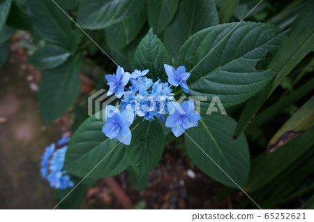 hydrangea hydrangea 65252621