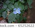 hydrangea   65252622