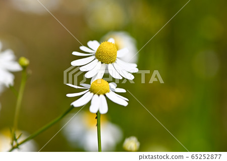 Chamomile 65252877