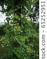hydrangea   65252951