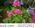 hydrangea   65252952