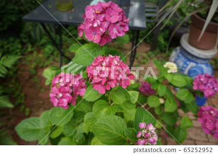 繡球 65252952