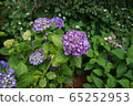 hydrangea   65252953