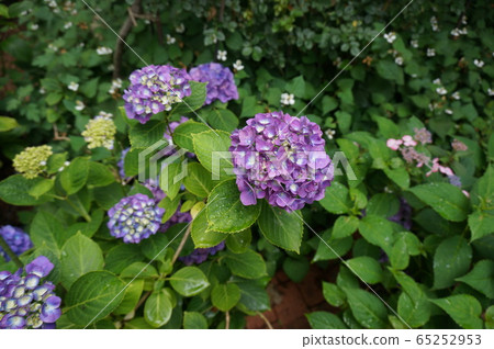 hydrangea   65252953