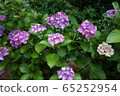 hydrangea   65252954