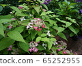 hydrangea   65252955