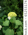 hydrangea   65253174